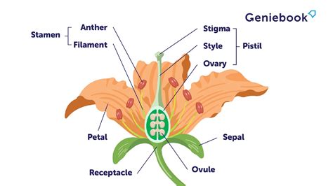 female flower organs figgerits|Female flower organs Figgerits Answer .